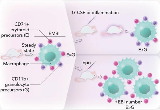 EMBI in mouse bone marrow are composed of a central macrophage or “nurse” cell surrounded by a rosette of maturing granulocyte and erythroid precursors. At steady state, there are similar numbers of these 2 lineages. In mice treated with granulocyte colony-stimulating factor or in models of inflammatory disease, there is a shift toward granulocyte precursors, leading to anemia. Conversely, in mice treated with Epo, erythroid cells are increased relative to their granulocyte counterparts within EMBI. Epo also promotes an absolute increase in EMBI numbers. Professional illustration by Somersault18:24.