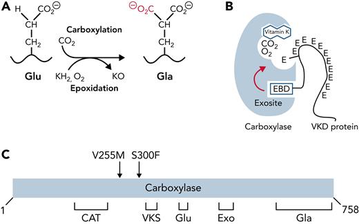 Carboxylase function and disruption in PXE-like disease. (A) The carboxylase performs 2 reactions: epoxidation of reduced vitamin K (KH2) to vitamin K epoxide (KO) and carboxylation where CO2 addition to Glu generates carboxylated Glu (Gla). (B) VKD proteins contain an exosite-binding domain (EBD) that mediates high-affinity binding through the carboxylase exosite and also activates Glu catalysis (red arrow). Multiple Glu residues are converted to Gla by a processive mechanism in which VKD proteins remain bound to the carboxylase until the Gla domain is fully carboxylated.27,28 (C) Known functional regions of the carboxylase include those facilitating catalysis (CAT), VKD protein binding (VKS, EXO), Glu binding (Glu), and the carboxylase Gla domain (Gla). Most of the residues whose mutations cause disease reside in regions where the function of the carboxylase is unknown. This study shows that impaired processivity in the V255M mutant results in PXE-like disease.