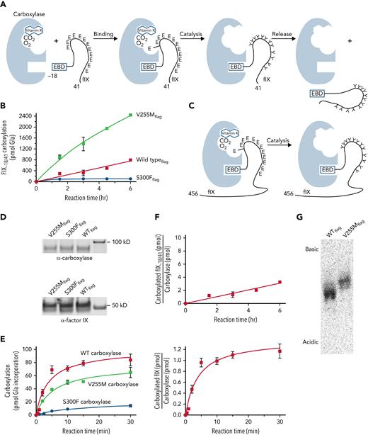 V255M carboxylase generates higher levels of modified FIX than wild-type carboxylase. (A) Carboxylation of Glu (E) to Gla (Y) residues in FIX occurs in 3 steps (ie, binding, catalysis, and release). The overall reaction was studied using FIX−18/+41, which contains the 18–amino acid EBD covalently linked to the 41–amino acid Gla domain with 12 Glu residues. The EBD in FIX is a propeptide that is cleaved subsequent to carboxylation. (B) FLAG-tagged wild-type (WT) and mutant carboxylases were immunopurified using anti-FLAG antibody and quantitated in western blots with anti-FLAG and anti-carboxylase antibodies. Equivalent amounts of variant carboxylases were then reacted with FIX−18/+41, followed by SDS-PAGE and PhosphorImager analysis. (C-E) The specific catalytic step was monitored using FIX-carboxylase complexes generated in cells expressing FIX and individual variant carboxylases. After isolation on anti-FIX resin, aliquots were monitored for the amount of FIX-carboxylase complex by an epoxidation assay,20 which was confirmed by western blot analysis. Equivalent amounts of complex (6 pmol) were then monitored for pmol of Gla incorporation into FIX using gel electrophoresis and PhosphorImager analysis. (F) The amounts of carboxylated FIX−18/+41 or FIX in the complex in panels B and E were compared with the amount of WT carboxylaseFLAG to determine the times to complete the reactions. The time for an individual FIX-carboxylase complex to become fully carboxylated was ∼15 minutes (lower panel), whereas FIX−18/+41 was carboxylated in ∼75 minutes (as indicated by a ratio of 1 for FIX−18/+41/carboxylase levels in the upper panel). (G) FIX−18/+41 was reacted with WT or mutant carboxylases as in panel B, and the products were precipitated with chloroform/methanol17 and resuspended in 25 mM of ammonium bicarbonate. Aliquots were quantitated by scintillation counting, and similar levels of counts were subjected to isoelectric focusing using a pH 3-10 Criterion IEF gel (Bio-Rad Laboratories) and the buffers recommended by the manufacturer. This analysis revealed a more basic FIX−18/+41 product with the V255M mutant than with WT carboxylase, indicating partial carboxylation.