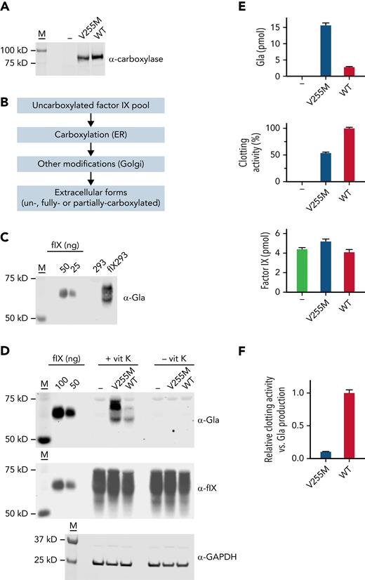 V255M carboxylation in cells generates FIX with decreased clotting activity. (A) FLAG-tagged wild-type (WT) and V255M carboxylases were individually expressed in FIX 293 cells edited to eliminate endogenous carboxylase (−). M indicates molecular weight markers. (B) Cells cultured in the absence of vitamin K resulted in an uncarboxylated intracellular pool of FIX in ∼50-fold excess over the carboxylase, as determined by western blot analysis with anti-FIX and anti-FLAG antibodies and FIX and FLAG standards. Cells were then exchanged into serum-free media containing vitamin K (5 ng/ml) and harvested after 18 hours. During secretion, FIX was carboxylated in the endoplasmic reticulum (ER), and additional modifications occurred in the Golgi (eg, propeptide processing, sulfation, and aspartyl β-hydroxylation). Carboxylation was not obligatory for secretion, and secreted FIX could therefore be a mixture of forms with different degrees of carboxylation. (C) A panspecific anti-Gla antibody45 detected VKD protein in cell-spent media from FIX 293 cells but not the progenitor 293 cells, allowing the carboxylation of FIX expressed in 293 cells to be specifically analyzed. The FIX control was purified human plasma FIX (Enzyme Research Laboratories). (D) Media from cells cultured in the presence or absence of vitamin K (vit K) were analyzed in western blots using antibody against Gla45 or anti-FIX antibody that detects both carboxylated and uncarboxylated FIX.18 Lysates analyzed with anti–glyceraldehyde-3-phosphate dehydrogenase (GAPDH) antibody indicated similar amounts of cellular material. (E) Media was quantitated for Gla and FIX content by comparison with purified plasma FIX (shown in panel D). Aliquots from the same media samples analyzed in the western blots were assayed for FIX activity in a clotting assay, as previously described.46,67 (F) Clotting activity and Gla content were compared and normalized to a ratio of 1 for FIX secreted from 293 cells expressing WT carboxylase. The ratio of clotting activity to Gla content revealed defective clotting in FIX carboxylated by the V255M mutant.