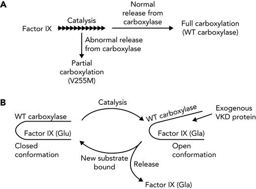 Carboxylase processivity and disruption in disease. (A) Processivity depends upon the relative rates of catalysis and release. Wild-type (WT) carboxylase completed carboxylation of the FIX Gla domain at a rate fivefold faster than that of the overall reaction. The rates of catalysis and the overall reaction were similar with the V255M mutant, which generated partially carboxylated FIX. (B) WT carboxylase shields a VKD protein undergoing carboxylation from external VKD proteins, which allows full carboxylation. Shielding implicates a transition after Glu carboxylation to an open conformation that allows exit of the carboxylated VKD protein and entrance of an uncarboxylated substrate. A conformational change in the V255M mutant may disrupt this normal process to result in partially carboxylated VKD proteins. Alternatively, weakened interaction between the V255M mutant and VKD proteins could lead to premature release, accounting for partial carboxylation.
