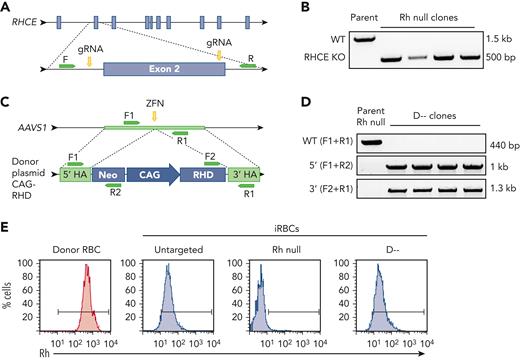 Generation of Rh null and D-- iPSCs. (A) Schematic for CRISPR-Cas9–mediated disruption of RHCE in RhD-negative iPSC to generate Rh null iPSCs. (B) PCR products amplified with primers targeting intron 1 and intron 2 identifies iPSC clones with Cas9-mediated large deletion of ∼1 kb. (C) Schematic for ZFN-mediated insertion of RHD cDNA into the safe harbor AAVS1 locus of Rh null iPSCs to generate D-- iPSCs. (D) PCR products amplified using primers indicated in panel C to identify clones with successful integration of the RHD cDNA cassette. (E) Cell surface Rh protein visualized by flow cytometry using a pan-Rh antibody in control donor RBCs (red), and untargeted parent, Rh null, and D-- iRBCs (blue). CAG, CAG promoter; F, forward primer; gRNA, guide RNA; HA, homology arm; KO, knockout; Neo, neomycin resistance cassette; R, reverse primer.