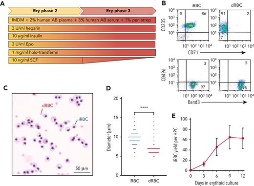Generation of iRBCs. (A) Schematic of 12-day erythroid liquid culture of iPSC-derived HPCs into mature iRBCs. (B) Representative flow cytometric analysis of common cell surface erythroid maturation markers on day 12 of ce (rr) iRBC culture compared with control dRBCs. (C) Morphology of control dRBCs and day 12 ce iRBCs (May-Grunwald Giemsa stain). (D) Size distribution of day 12 ce iRBCs compared with control dRBCs measured by Countess Automated Cell Counter (n = 205 and 1435, respectively, Welch’s t test). (E) Fold expansion of iRBC per fresh HPC in erythroid-specific culture on days 3, 6, 9, and 12 (n = 22 independent assays). Ery, erythroid; IMDM, Iscove’s modified Dulbecco medium; pen strep, penicillin-streptomycin; Epo, erythropoietin, SCF, stem cell factor.