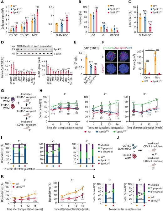 Sphk2 deletion increases HSC function during homeostasis. (A-C) (A) The absolute number of HSPCs (LT-HSC, ST-HSC, MPP, and SLAM HSC) (WT n = 6 mice, Sphk1Δ/Δ n = 6 mice, and Sphk2Δ/Δ n = 5 mice) in the BM, (B) cell cycle analysis (WT n = 4 mice, Sphk1Δ/Δ n = 8 mice, and Sphk2Δ/Δ n = 4 mice), and (C) apoptosis analysis (n = 5 mice per group) of HSCs in BM from Sphk1Δ/Δ, Sphk2Δ/Δ, or control mice. (D) Western blots (top) and quantification (bottom left) of relative Sphk2 protein expression and Sphk2 mRNA expression (bottom right) in each hematopoietic population as indicated from wild-type C57BL/6J mice (n = 3 mice). (E) Targeted metabolomics detection of S1P via LC/MS in HSCs (n = 3 mice). (F) Representative images of sorted HSCs immunostained with Sphk2 (left) and quantification of Sphk2 expression (right) in the cytoplasm (Cyto-Sphk2) and nuclear (Nuc-Sphk2) in HSCs from Sphk2Δ/Δ or control mice (n = 25 cells from 3 mice). (G) Scheme for quantification of functional HSCs by transplantation assay. A total of 2 × 105 BM cells from Sphk1Δ/Δ, Sphk2Δ/Δ, or control mice were transplanted into irradiated mice along with 2 × 105 recipient BM cells. A total of 1 × 106 BM cells from primary or secondary recipient mice were transplanted into irradiated mice in secondary transplantation or tertiary transplantation, respectively. (H) PB analysis for total engrafted donor cells at the indicated number of weeks after transplantation and (I) percentage of donor-derived B, T, and myeloid lineage cells at 16 weeks after transplantation (1° WT n = 9-10 mice, Sphk1Δ/Δ n = 8-10 mice, and Sphk2Δ/Δ n = 7-8 mice; 2° WT n = 9 mice, Sphk1Δ/Δ n = 6-7 mice, and Sphk2Δ/Δ n = 6-7 mice; 3° WT n = 4-7 mice, Sphk1Δ/Δ n = 5-8 mice, and Sphk2Δ/Δ n = 4-6 mice). (J) Scheme for quantification of HSC self-renewal potential by transplantation assay. A total of 100 purified HSCs from Sphk2Δ/Δ or control mice were transplanted into irradiated mice along with 2 × 105 recipient BM cells. A total of 1 × 106 BM cells from primary recipient mice were transplanted into irradiated mice in secondary transplantation. (K) PB analysis for total engrafted donor cells at the indicated number of weeks after transplantation and (L) percentage of donor-derived B, T, and myeloid lineage cells at 16 weeks after transplantation (1° WT n = 7-8 mice, Sphk2Δ/Δ n = 4-6 mice; 2° WT n = 6-8 mice, and Sphk2Δ/Δ n = 5-8 mice). 1°, primary transplantation; 2°, secondary transplantation; 3°, tertiary transplantation. (F) Scale bar 5 μm. Data represented as mean ± standard deviation. Two-tailed Student t test assessed statistical significance, ∗P < .05, ∗∗P < .01, and ∗∗∗P < .001. One-way ANOVA with Tukey‘s multiple comparison post hoc test, †P < .05, ††P < .01, and †††P < .001. N.S., not significant.