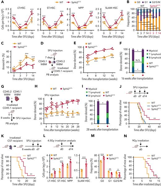 Sphk2 deletion promotes HSC regeneration after chemotherapy. (A) HSPC (LT-HSC, ST-HSC, MPP, and SLAM HSC) numbers from Sphk2Δ/Δ or control mice at indicated time after 5FU treatment (n = 5 mice per group). (B) Cell cycle and (C) apoptosis analysis of SLAM HSCs from Sphk2Δ/Δ or control mice after 5FU treatment (n = 5 mice per group). (D) Scheme for quantification of functional HSCs via transplantation assay. A total of 2 × 105 BM cells from Sphk2Δ/Δ or control mice on day 7 after 5FU treatment were transplanted into irradiated mice along with 2 × 105 recipient BM cells. (E) PB analysis for total engrafted donor cells at the indicated number of weeks after transplantation and (F) percentage of donor-derived B, T, and myeloid lineage cells 16 weeks after transplantation (WT n = 5-6 mice and Sphk2Δ/Δ n = 4-7 mice). (G) Scheme for quantification of HSC function in response to chemotherapy by transplantation assay. A total of 2 × 105 BM cells from Sphk2Δ/Δ or control mice were transplanted into irradiated mice along with 2 × 105 recipient BM cells. Recipient mice were treated with 5FU at 8 weeks after transplantation. (H) PB analysis for total engrafted donor cells at the indicated number of weeks after transplantation and (I) percentage of donor-derived B, T, and myeloid lineage cells at 28 weeks after transplantation (WT n = 4 to 6 mice and Sphk2Δ/Δ n = 7-10 mice). (J) Survival of Sphk2Δ/Δ, Sphk1Δ/Δ, or control mice after serial 5FU treatment every 7 days (WT n = 10 mice, Sphk1Δ/Δ n = 11 mice, and Sphk2Δ/Δ n = 10 mice). (K) Survival of irradiated recipient mice that received 1 × 106 BM cells from Sphk2Δ/Δ or control mice. Injections (5FU) were performed 8 weeks after transplantation every 7 days (WT n = 10 mice and Sphk2Δ/Δ n = 9 mice). (L) HSPC numbers and (M) cell cycle of HSC from Sphk2Δ/Δ or control mice at day 14 after half-lethal irradiation (n = 5 mice per group). (N) Survival of Sphk2Δ/Δ or control mice after lethal irradiation (n = 10 mice per group). Data represented as mean ± standard deviation. Two-tailed Student t tests were used to assess statistical significance. ∗P < .05, ∗∗P < .01, and ∗∗∗P < .001.