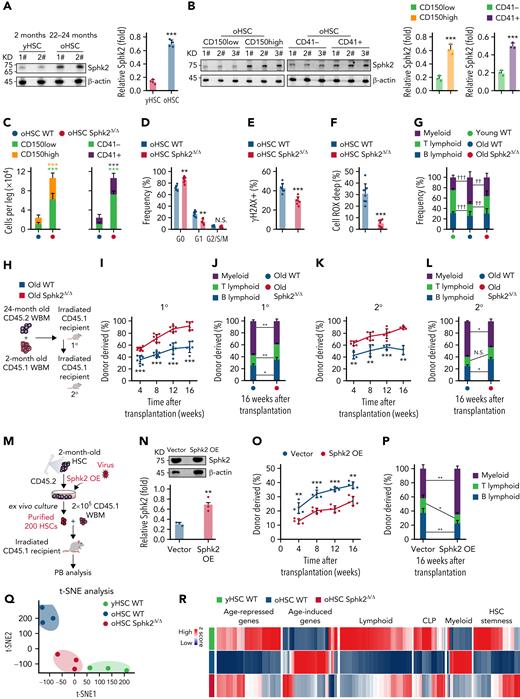 Sphk2 deletion prevents the accumulation of HSC aging phenotypes. (A) Western blots (left) and quantification analyses (right) of Sphk2 expression in yHSCs and oHSCs. β-Actin was used as a loading control; 1# and 2# indicated 2 individual mice (n = 4 mice, 2 replicates were presented, and 4 replicates were quantified). (B) Western blots (left) and quantification analyses (right) of Sphk2 expression in the HSC subpopulations from 22- to 24-month-old mice as indicated. β-Actin was used as a loading control (n = 1-2 mice per replicate). (C) The absolute number of HSC subpopulations from 22- to 24-month-old Sphk2Δ/Δ or control mice (n = 7 mice per group). (D–F) The frequency of (D) cell cycle, (E) γH2AX+ cells, and (F) Cell ROX Deep (ROShigh) cells in HSCs from 22- to 24-month-old Sphk2Δ/Δ or control mice (WT n = 8 mice and Sphk2Δ/Δ n = 7 mice). (G) PB analysis for the percentage of B, T, and myeloid lineage cells from young or old Sphk2Δ/Δ or control mice as indicated (2-month-old WT n = 5 mice, 22- to 24-month-old WT n = 8 mice, and 22- to 24-month-old Sphk2Δ/Δ n = 7 mice). (H) Scheme for quantification of functional HSCs by transplantation assay. A total of 2 × 105 BM cells from 22- to 24-month-old Sphk2Δ/Δ or control mice were transplanted into irradiated mice along with 2 × 105 recipient BM cells. A total of 1 × 106 BM cells from primary recipient mice were transplanted into irradiated mice in secondary transplantation. (I,K) PB analysis for total engrafted donor cells at the indicated number of weeks after transplantation and (J,L) the percentage of donor-derived B, T, and myeloid lineage cells at 16 weeks after transplantation (primary transplantation n = 6-8 mice per group, secondary transplantation WT n = 3-4 mice, and Sphk2Δ/Δ n = 5-6 mice). 1°, primary transplantation; 2°, secondary transplantation. (M) Experimental strategy and (N) Western blots for Sphk2 overexpression in yHSCs. (O) PB analysis for total engrafted donor cells at the indicated number of weeks after transplantation and (P) the percentage of donor-derived B, T, and myeloid lineage cells at 16 weeks after transplantation (vector n = 5 mice and Sphk2 OE n = 5 mice). Overexpression (OE). (Q) t-SNE plot depicting the distribution of yHSCs, oHSCs from WT mice, or oHSCs from Sphk2Δ/Δ mice (oHSC Sphk2Δ/Δ) as indicated. (R) Heatmap, (S) gene expression score, and (T) signature enrichment plots from GSEA for age-repressed, age-induced, lymphoid, CLP, myeloid, and HSC stemness genes in yHSCs, oHSCs, and Sphk2Δ/Δ oHSCs. yHSCs indicate SLAM HSCs obtained from 2-month-old mice. oHSCs indicate SLAM HSCs obtained from 22- to 24-month-old mice. Data represented as mean ± standard deviation. Two-tailed Student t tests were used to assess statistical significance. ∗P < .05, ∗∗P < .01, and ∗∗∗P < .001. One-way ANOVA with Tukey's multiple comparison post hoc test, †P < .05, ††P < .01, and †††P < .001. N.S., not significant.