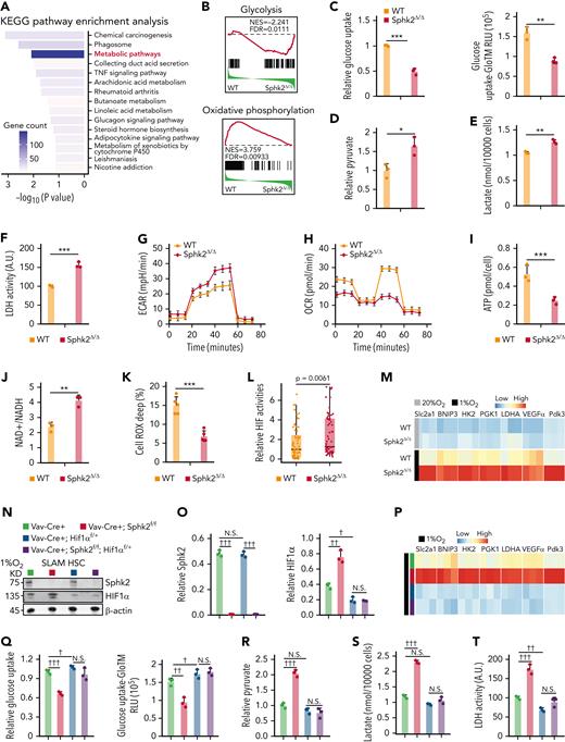 Sphk2 deletion increases hypoxic response and metabolic fitness in HSCs. (A) Enriched pathways of differentially expressed genes in HSCs from Sphk2Δ/Δ or control littermates. The enriched P value is derived from Fisher's exact test. (B) Signature enrichment plots from GSEA using glycolysis and oxidative phosphorylation gene sets in HSCs from WT control mice or Sphk2Δ/Δ mice. (C-K) (C) Relative glucose uptake, (D) relative intracellular pyruvate concentration, (E) lactate production, (F) lactate dehydrogenase (LDH) activity, (G) extracellular acidification rate (ECAR), (H) oxygen consumption rate (OCR), (I) intracellular ATP concentration, (J) intracellular NAD+/NADH ratio, and (K) Cell ROX Deep (ROShigh) cells in HSCs from Sphk2Δ/Δ or control mice (C-J: n = 5 mice in 3 replicates; K: n = 5 mice). (L) Relative HIF activity in HSCs from Sphk2Δ/Δ or control mice. The relative expression values of 64 differentially expressed HIF targeted genes are presented. Each dot represents the mean level of 3 replicates (n = 3 mice per genotype). (M) Relative expression of hypoxia response genes in HSCs from Sphk2Δ/Δ or control mice under hypoxia or normoxia culture for 24 hours (n = 5 mice in 3 replicates). (N-P) (N) Western blots, (O) quantification of HIF1α and Sphk2 protein expression, and (P) relative expression of hypoxia response genes in sorted HSCs from indicated mice under hypoxia culture for 24 hours (n = 5 mice in 3 replicates). (Q-Y) (Q) Relative glucose uptake, (R) relative intracellular pyruvate concentration, (S) lactate production, (T) LDH activity, (U) ECAR, (V) OCR, (W) intracellular ATP concentration, (X) intracellular NAD+/NADH ratio, and (Y) Cell ROX Deep (ROShigh) cells in HSCs from indicated mice (Q-X: n = 5 mice in 3 replicates; Y: n = 5 mice). (Z-AA) The (Z) absolute number and (AA) cell cycle of HSCs from indicated mice (n = 5 mice per group). (AB-AC) One hundred purified HSCs from indicated donor mice were transplanted into irradiated mice with 2 × 105 recipient BM cells. (AB) PB analysis for total engrafted donor cells at the indicated number of weeks after transplantation and (AC) percentage of donor-derived B, T, and myeloid lineage cells at 16 weeks after transplantation (n = 5 mice per group). Data represented as mean ± standard deviation. Two-tailed Student t tests were used to assess statistical significance. ∗P < .05, ∗∗P < .01, and ∗∗∗P < .001. One-way ANOVA with Tukey's multiple comparison post hoc test, †P < .05, ††P < .01, and †††P < .001. N.S., not significant.