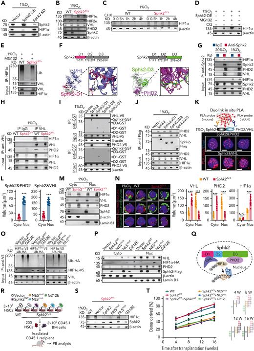 Sphk2 bridges the association between PHD2 and VHL to repress HIF1α activity in HSCs. (A) Western blots of Sphk2 and HIF1α in HSCs with Sphk2 overexpression (OE) or knockdown (KD) as indicated under hypoxia (quantified in supplemental Figure 5B). (B) Western blots of the HIF1α, HIF2α, VHL, PHD2, and Sphk2 in sorted HSCs from Sphk2Δ/Δ or control mice under hypoxia culture for 24 hours. β-Actin was used as a loading control (n = 4 mice, replicates from 2 individual mice were shown and were quantified in supplemental Figure 5C). (C) Western blots of HIF1α concentrations in HSCs purified from Sphk2Δ/Δ or control mice at indicated time after cycloheximide (CHX) treatment under hypoxia. (D) Western blots of HIF1α concentrations in control HSCs or HSCs with Sphk2 overexpression with or without proteasome inhibitor MG132 or lysosome inhibitor chloroquine (CQ) treatment under hypoxia culture for 24 hours. β-Actin was used as a loading control. (E) Western blots of Ub and VHL in the input and immunoprecipitate with anti-HIF1α antibody in HSCs from Sphk2Δ/Δ or control mice under hypoxia culture for 24 hours. (F) Representation of Sphk2–VHL–PHD2 interacting surfaces predicted by AlphaFold2 and GRAMM-X. (G) Western blots of HIF1α, Sphk2, PHD2, and VHL in the input and immunoprecipitate with anti-Sphk2 antibody in sorted HSCs under normoxia and hypoxia culture for 24 hours. (H) Western blots of HIF1α, VHL, and PHD2 in the input and immunoprecipitate with anti-VHL antibody in HSCs from Sphk2Δ/Δ or control mice under hypoxia culture for 24 hours. (I) The interaction of VHL-V5 (upper) or PHD2-V5 (lower) with Sphk2-GST, Sphk2-D1-GST, Sphk2-D2-GST, and Sphk2-D3-GST in GST-pulldown assay. (J) Western blots of PHD2, VHL, and Sphk2-Flag in the input and immunoprecipitate with anti-Flag antibody in 293T cells under hypoxia. (K-L) (K) Representative staining images and (L) quantification of the proximity ligation assays (PLAs) of indicated proteins in HSCs under hypoxia culture for 24 hours (n = 25 cells from 3 mice). (M) Western blots of HIF1α, VHL, PHD2, and Sphk2 in cytoplasmic and nuclear-sorted HSCs from Sphk2Δ/Δ or control mice under hypoxia culture for 24 hours. (N) Representative images (left) and quantification (right) of VHL, PHD2, and HIF1α in sorted HSCs from Sphk2Δ/Δ or control mice under hypoxia culture for 24 hours (n = 25 cells from 3 mice). (O) Western blots of Ub-HA, HIF1α-V5, and VHL in the input and immunoprecipitate with anti-V5 antibody in 293T cells. (P) Western blots of the HIF1α-HA, VHL, PHD2, and Sphk2-Flag in the nucleus (Nuc) and cytoplasm (Cyto) after overexpression of Sphk2 or Sphk2 mutants as indicated under hypoxia. (Q) Illustration of Sphk2-PHD2-VHL complex. (R) Experimental strategy. (S) Western blots of HIF1α and Sphk2 in HSCs from Sphk2Δ/Δ or control mice after overexpression of Sphk2 or Sphk2 mutants as indicated under hypoxia culture for 24 hours (quantified in supplemental Figure 5P). (T) PB analysis for total engrafted donor cells at the indicated number of weeks after transplantation (n = 5 mice per group). (K,N) Scale bars, 5 μm. Data represented as mean ± standard deviation. Two-tailed Student t tests were used to assess statistical significance. ∗∗∗P < .001. One-way ANOVA with Tukey's multiple comparison post hoc test, †P < .05, ††P < .01, and †††P < .001. N.S., not significant.