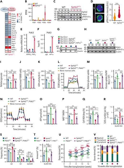 Sphk2 deletion activates the HIF1α–PDK3 axis to improve metabolic fitness and function of HSCs. (A) Heatmap of metabolic genes overlapped with HIF1α targeted genes, which were upregulated in Sphk2-deficient HSCs compared with those in control HSCs. (B) Reads per kilobase per million mapped reads (RPKM) of PDK in HSCs from Sphk2Δ/Δ mice or control littermates (n = 3 mice per group). (C) Western blots of indicated proteins in HSCs from Sphk2Δ/Δ mice or control littermates. β-Actin was used as a loading control; 1#, 2#, 3#, and 4# indicated 4 individual mice. (D) Representative image (left) and quantification (right) of pPDH-E1α in HSCs from Sphk2Δ/Δ mice or control littermates (n = 100 cells from 4 mice). (E) Relative expression of PDK3 in sorted HSCs from Sphk2Δ/Δ or control mice under normoxia or hypoxia culture for 24 hours (n = 5 mice in 3 replicates). (F) ChIP-qPCR of HIF1α at the promoter region of Pdk3 in sorted HSCs from Sphk2Δ/Δ or control mice under hypoxia culture for 24 hours (n = 5 mice in 3 replicates). (G) Western blots of PDK3 in sorted HSCs from indicated mice (n = 3 replicates with 1-2 mice per replicate). (H) Western blots of PDK3 and pPDH-E1α in HSCs from indicated mice; 1# and 2# indicated 2 individual mice (n = 4 mice, 2 replicates were shown). (I) Relative intracellular pyruvate concentration, (J) lactate production, (K) LDH activity, (L) ECAR, (M) relative glucose uptake, (N) OCR, (O) intracellular ATP concentration, (P) intracellular NAD+/NADH ratio, and (Q) Cell ROX Deep (ROShigh) cells in HSCs from Pdk3Δ/+, Sphk2Δ/Δ, and Sphk2Δ/Δ; Pdk3Δ/+, or control mice, or in BM cells from 2-month-old mice as indicated (I-P: n = 5 mice in 3 replicates; Q: n = 4 mice per group). (R-T) The (R) absolute number of HSCs (n = 4 mice), (S) cell cycle analysis, and (T) annexin-V analysis of HSCs in BM from Pdk3Δ/+, Sphk2Δ/Δ, and Sphk2Δ/Δ; Pdk3Δ/+, or control mice as indicated (n = 4 mice per group). (U) PB analysis for total engrafted donor cells at the indicated number of weeks after transplantation and (V) the percentage of donor-derived B, T, and myeloid lineage cells at 16 weeks after transplantation (n = 5 mice per group). Data represented as mean ± standard deviation. Two-tailed Student t tests were used to assess statistical significance. ∗P < .05, and ∗∗∗P < .001. One-way ANOVA with Tukey's multiple comparison post hoc test, †P < .05, ††P < .01, †††P < .001. N.S., not significant.