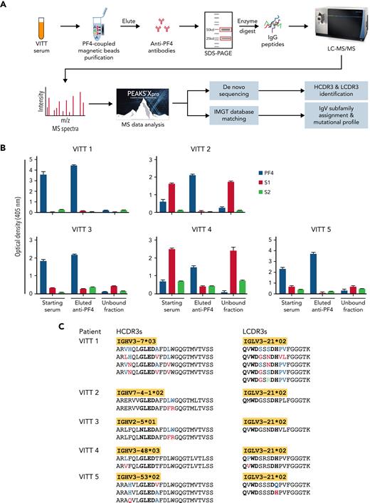 Mass spectrometry (MS)-based characterization of PF4-specific clonotypic antibodies. (A) Proteomics workflow to identify molecular signatures of anti-PF4 antibodies. PF4-specific immunoglobulins are purified from serum of VITT patients using PF4-coupled magnetic beads. Heavy (H) and light (L) chains are separated by reduced sodium dodecyl–sulfate polyacrylamide gel electrophoresis (SDS-PAGE) and excised and digested with enzymes to generate peptides for liquid chromatography mass spectrometry/mass spectrometry (LC-MS/MS). IgV region peptide sequences are analyzed by combined de novo sequencing and IMGT database matching. (B) Specificity of purified anti-PF4 antibodies. Monospecificity of magnetic bead–purified anti-PF4 IgGs is verified by testing starting serum, bead-purified anti-PF4 antibody fraction, and unbound fractions using ELISAs coated with individual PF4, SARS-CoV-2 spike S1, and S2 proteins. Data are shown as mean ± standard deviation (n = 2). (C) Clonotypic H- and L-chain third complementarity-determining region (CDR3) signatures. IgV region subfamilies of PF4-specific antibodies as highlighted in yellow are assigned by IMGT database matching. HCDR3 and LCDR3 amino acid sequences from 5 individual VITT patients are identified by de novo sequencing. Bold amino acids in HCDR3s and LCDR3s denote shared motifs across unrelated patients, and amino acids in color denote amino acid replacement mutations found in individual patient HCDR3 and LCDR3 regions.