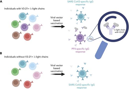 Anti-PF4 IgG light chains determine VITT antibodies. (A) Individual-expressing V3-21 antibody variable segments in their λ light chains in their peripheral B-cell pool may be more prone to develop PF4-specific antibody responses upon vaccination with viral vector-based vaccines, whereas (B) individuals not expressing V3-21 antibody variable segments within their B cell pool may be less prone to develop viral vector-induced thrombocytopenias. The figure was created with Biorender.