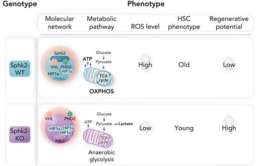 In hypoxic environments, loss of Sphk2 increases PDK3 expression via HIF1α stabilization, promoting anaerobic glycolysis, reducing ROS levels, and increasing the regenerative potential of more youthful HSCs. WT, wild-type. Professional illustration by Somersault18:24.