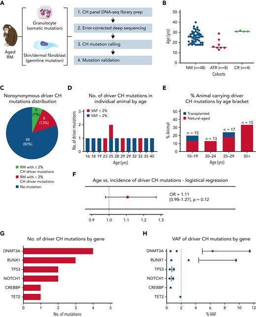 Natural CH in aged RMs. (A) Schematic workflow for error-corrected ultra-deep sequencing using a custom panel of primers covering RM homologs of 56 genes associated with human CH. Circulating granulocytes and dermal fibroblasts from aged RM (n = 60) were sequenced to detect somatic and germline mutations, respectively. (B) Cohort type and age distribution of the RMs enrolled in this analysis. (C) The number/percentage of aged RM carrying nonsynonymous driver CH somatic mutations identified by error-corrected deep sequencing (stratified by VAF ≥2%). (D) The number of driver CH mutations fitting conservative criteria in each of the 12 CH animals is depicted by age (red, VAF ≥2%; blue, VAF <2%). (E) The prevalence of aged RMs carrying CH somatic mutations stratified by age groups. Blue bars represent transplanted animals, and red bars represent nontransplanted naturally-aged animals. (F) Logistical regression analysis of age vs incidence of natural CH. Transplant recipients are excluded from this analysis. (G) The number and type of driver CH mutations are graphed by genes from the most to least frequent. (H) The VAF of each identified mutation are shown for each gene, from the most to least frequent. The bar represents the mean VAF of each gene, and the red dashed line indicates a 2% VAF. ATR, autologous transplant recipient; CR, calorie-restricted cohort; NM, nonmanipulated; OR, odds ratio.