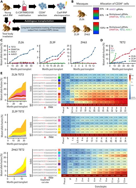 Longitudinal tracking of mutant clones in engineered CH macaques. (A) Schematic outline of RM HSPC gene editing for CH loci and subsequent autologous transplantation. (B) Summary of the gRNAs used for gene editing in each animal (n = 3; ZL26, ZL39, and ZH63). (C) Mutation frequencies at target sites are quantified from PB granulocytes collected at different time points from the 3 macaques using targeted deep sequencing. The percentage of reads containing indel mutations for each target site by individual macaque is plotted over time. (D) Indel frequencies at the TET2 target site in granulocytes collected over time are combined into a single graph for comparison. (E) Heatmaps on the right show the fractional contribution of each indel to total sequencing reads in granulocyte samples over time. Indels in HSPC measured before editing (Precut) and in infusion product (IP) are also shown in the first 2 columns. The most abundant indel types for the TET2 target site in each animal are listed on the left, with the WT sequence at the bottom. Indels are highlighted in red font, and the predicted Cas9 cut site is indicated by a red arrow. Changes in percent contribution of unique clones over time are shown stacked on the left, with each indel type marked with a distinct color across the 3 RMs. Td, doubling time; PAM, protospacer adjacent motif.