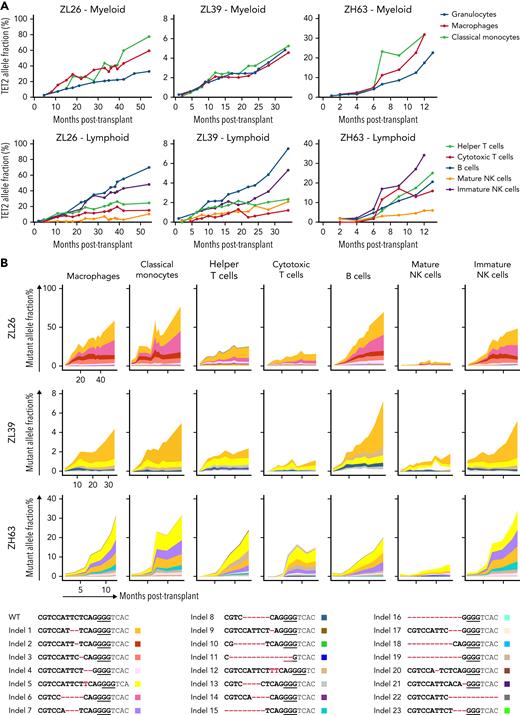 Lineage analyses of output from edited HSPC.TET2 target site indel frequencies were analyzed in lineages of blood cells purified from ZL26, ZL39, and ZH63. (A) Indel frequencies in myeloid lineages, including macrophages (CD14+CD163+), classical monocytes (CD14+CD16−) and granulocytes (top), and lymphoid lineages, including helper T cells (CD4+), cytotoxic T cells (CD8+), B cells (CD20+), and mature (CD16+NKG2A+) and immature (CD56+) NK cells (bottom). (B) All indel types at the TET2 target site identified in any lineages from the 3 animals are listed on the bottom with unique colors. Indels are highlighted in red font, and the PAM sequence is underlined. The percent contribution of each indel in each cell type over time is shown in the graphs at the top.
