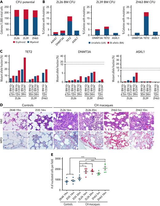Bone marrow characteristics of TET2-engineered CH macaques. BM CD34+ HSPCs obtained at 12 (ZL26 and ZH63) and 30 months (ZL39) posttransplantation were plated for CFU assays. Colonies were isolated individually on day 14 for analysis. (A) Total CFU potential and composition of erythroid and myeloid colonies are plotted. (B) WT, uniallelic (UA), and biallelic (BA) edits for each target site in individual CFUs were identified by deep sequencing. (C) Targeted deep sequencing was performed on BM granulocytes and purified CD34+ HSPCs from ZL26 at 6.5, 12, and 39 months, ZL39 at 30 and 34 months, and ZH63 at 12 months posttransplantation. The percentage of reads containing indels at the TET2, DNMT3A, and ASXL1 target sites is indicated. (D) Serial sections of BM core obtained from ZL26 and ZH63 were stained with hematoxylin and eosin and myeloperoxidase antibody, along with animals receiving lentivirally transduced (ZK48) or non-CH edited cells (ZI35) as controls, with BM samples collected at similar time points posttransplantation. Representative microscopic images at 50× magnification are shown. (E) The number of nucleated cells per field in at least 5 different fields was quantified by Image J software. Data are presented as mean plus or minus standard error of the mean, and statistical significances were calculated by One-way ANOVA followed by Tukey’s multiple comparisons test, ∗P < .05; ∗∗P < .01; ∗∗∗P < .001.