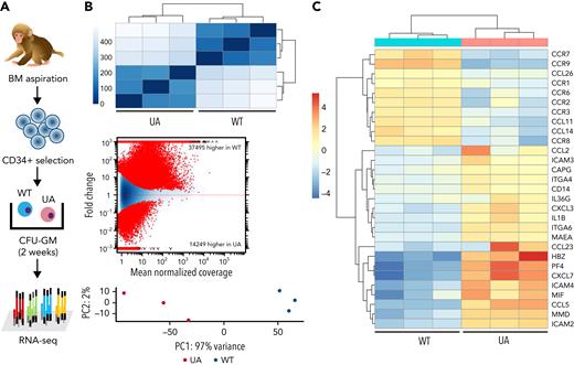 Gene expression profile of hematopoietic clones with TET2 disruption. (A) Experimental scheme of ultralow-input CFU genotyping and RNA-seq. Enriched BM CD34+ cells collected at 15 months posttransplantation were plated at low density, and CFU-GMs were isolated individually on day 14 of culture. Three CFU-GMs identified as TET2 UA with predicted LOF mutations and 3 CFU-GMs identified as TET2 WT were analyzed via RNA-seq. (B) Heatmap of the Euclidean distance between WT and TET2 UA CFUs from RNA-seq genome-wide expression profiling (top). MA plot of differential usage in exonic regions and splice junctions based on the log fold changes between TET2 WT and UA CFU-GMs. Log fold expression change (M) is depicted on the y-axis and the average normalized coverage (A) generated by the DESeq2 Bioconductor package (middle) is depicted on the x-axis. Two-dimensional principal component analysis of TET2 WT and UA CFU-GMs (bottom). (C) Heatmap of select up- or downregulated genes between WT and TET2 UA-mutated CFUs from genome-wide expression profiling.
