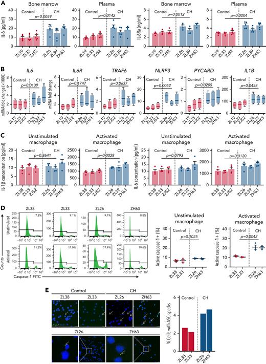Enhanced NLRP3 inflammasome and IL-6 signaling pathways in TET2-deficient myeloid cells. (A) Systemic IL-6 and IL-6Ra levels were quantified in both BM plasma and PB of CH macaques (ZL26, ZL39, and ZH63) and age-matched transplanted control macaques (ZL19, ZL33, and ZJ52). (B) CD14+CD163+ macrophages were purified from PB collected from the 3 CH-edited macaques and age-matched controls. The macrophages were incubated with LPS, followed by addition of ATP at the end of culture to activate the NLRP3 inflammasome. RNA from unstimulated or stimulated macrophages was analyzed by quantitative reverse transcription polymerase chain reaction. Fold changes of NLRP3 inflammasome-related genes (NLRP3, PYCARD, IL1B, and IL18) and IL-6-signaling genes (IL6, IL-6R, and TRAF6) calculated by δ-deltaCt relative to the unstimulated control are shown. (C) Concentrations of IL-1β and IL-6 were measured in the supernatants of macrophages cultured with or without specific stimulants (LPS and ATP for IL-1β; LPS for IL-6). Results from at least 3 independent experiments are graphed as mean plus or minus standard error of the mean. Statistical analysis was conducted using an unpaired t test between CH and controls group, and P values are directly marked on each panel. (D) Caspase-1 activity was measured by flow cytometry in unstimulated and LPS/ATP-activated macrophages from CH macaques (ZL26 and ZH63) and transplanted control macaques (ZL38 and ZL33). Representative histograms are shown on the left, and the results from the 3 independent experiments on the right. (E) The representative confocal microscopic images of cytoplasmic ASC specks (indicated by the arrow) in naïve macrophages from CH macaques and controls (left: scale bar, 25 μM). The percentage of nuclei with ASC specks from at least 10 different fields (right). FITC, fluorescein isothiocyanate.