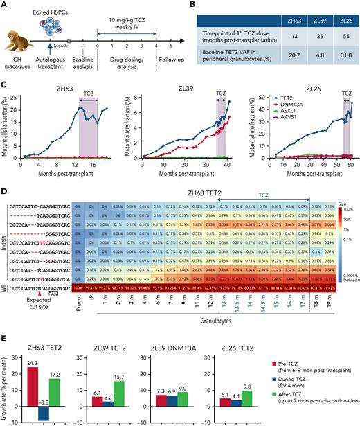 Impact of IL-6 pathway inhibition on TET2 mutant clonal expansion. (A) Experimental protocol for TCZ administration. All 3 CH macaques were given a weekly dose of 10 mg/kg TCZ IV for 4 months. (B) Summary table of the status of 3 macaques at the time of initiation of TCZ. (C) Indel frequencies at the DTA target sites in PB granulocytes before, during, and after TCZ administration were quantified via targeted deep sequencing. The black line and shading indicate the period of TCZ administration. (D) Heatmap of specific TET2 indels over time before and after TCZ administration in ZH63 granulocytes. (E) Percent changes in growth rate per month of expanding clones in all 3 animals prior to TCZ, during TCZ, and after TCZ in the 3 animals, including TET2 clones in all 3 animals and DNMT3A clones in ZL39. The time periods used for pre-TCZ growth rate calculations began with samples collected 6 to 9 months posttransplantation, when stabilization of long-term hematopoiesis occurs in transplanted macaques, and until the first dose of TCZ. Negative values correspond to shrinkage of edited clones.
