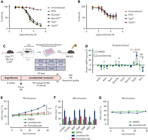 Clonal selection of Trp53-mutant HSPCs with lenalidomide therapy but not with pomalidomide therapy. Hoxb8 cells derived from the CrbnI391V Rosa26-Cas9 mouse and transduced with sgRNAs targeting the labeled genes were grown in the presence of serially diluted lenalidomide (A) or pomalidomide (B) for 72 hours and cell density measured using CellTiter-Glo. Data are normalized to the vehicle (DMSO) control and shown as the mean ± standard deviation (n = 3 replicates). Curves represent the logistic regression. (C) Schematic for the generation of pooled parallel CRISPR-Cas9 in vivo mouse screen. LSK cells were lentivirally transduced with individual guides, pooled at equal ratios, and then transplanted into lethally irradiated Bl6.SJL recipient mice. (D) PB was collected before and after treatment of mice from pooled CRISPR-Cas9 experiment, DNA was harvested, sgRNA sequence was PCR amplified, and then subjected to NGS. The proportions of read mapping to each sgRNA sequence was determined and the percentage change in read frequency for each sgRNA between pre- and posttreatment samples was determined. Shown is the mean ± standard deviation (n = 6 mice per group). P values are from unpaired single-sided t tests. (E) PB was collected weekly and chimerism was measured using fluorescence-assisted cell sorting. (F) BM was harvested and chimerism measured within each of the following cellular compartments: LSK, long-term HSCs (LT-HSC: LSK, CD150+, and CD48−), short-term–HSC (ST-HSC: LSK, CD150−, and CD48−), multipotent progenitor (MPP: LSK, CD150−, and CD48+), common myeloid progenitor (CMP: LK, CD16/32−, and CD34+), granulocyte-monocyte progenitor (GMP: LK, CD16/32+, and CD34+), megakaryocyte-erythroid progenitor (MEP: LK, CD16/32−, and CD34−). Shown is the mean ± the standard error of the mean (n = 9-10 mice per group). ∗∗∗∗P < .0001, one-way ANOVA. (G) After hematopoietic reconstitution, chimeric transplants containing 50% Tet2−/−, CrbnI391V (mutant, CD45.2), and 50% CrbnI391V (WT, CD45.1) were treated with vehicle (DMSO) or lenalidomide 50 mg/kg, twice daily (BID). PB was collected weekly and chimerism was measured using fluorescence-assisted cell sorting. Shown is the mean ± the standard error of the mean (n = 15 mice per group). Actb, cutting guide targeting intronic sequence within β-actin gene; NTG, nontargeting guide; ns, not significant; PO, postoperative; tx, treatment.