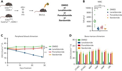 Lenalidomide toxicity is enhanced by haploinsufficiency of Csnk1a1. (A) Schematic for the Csnk1a1 competitive transplant experiment. After hematopoietic reconstitution, chimeric transplants containing 50% Csnk1a1−/+, CrbnI391V (mutant, CD45.2), and 50% CrbnI391V (WT, CD45.1) were treated with vehicle (DMSO), lenalidomide 50 mg/kg BID, pomalidomide 20 mg/kg BID, or iberdomide 20 mg/kg BID. (B) Total peripheral white blood cell count was determined using fluorescence-assisted cell sorting. (C) PB was collected weekly and chimerism was measured using fluorescence-assisted cell sorting. (D) BM was harvested and chimerism measured within each of the following cellular compartments: LSK, LT-HSC (LSK, CD150+, and CD48−), ST-HSC (LSK, CD150−, and CD48−), MPP (LSK, CD150−, and CD48+), CMP (LK, CD16/32−, and CD34+), and GMP (LK, CD16/32−, and CD34−). Shown is the mean ± the standard error of the mean (n = 8-10 mice per group). ∗∗∗P < .0001, one-way ANOVA.