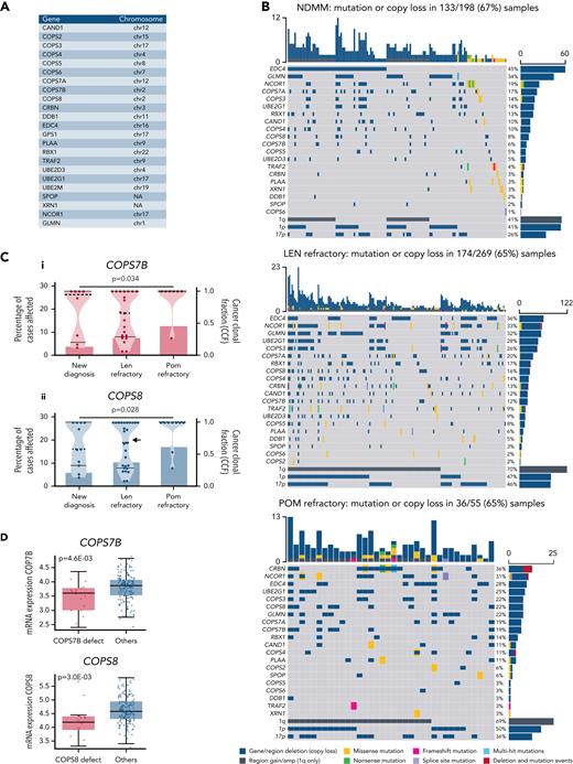 Loss of COPS7B and COPS8 genes on chromosome 2q37 increases in incidence at LEN and LEN-then-POM refractory states. (A) Genes (n = 23) and their chromosome location, identified from ≥2 published pharmacogenetic screens (n = 5 screens; supplemental Tables 1 and 2). (B) Incidence of mutation or deletion (excluding cases with copy neutral LOH) in the 23 genes listed in (A) in 3 patient datasets: NDMM, LEN-refractory, and POM-refractory. Incidence of 1q21 gain/amp (CKS1B), 1p loss (CDKN2C), and 17p loss (TP53) across the 3 patient datasets are provided for context. (C) Proportion of samples with COPS7B and COPS8 copy loss (excluding cases with copy neutral LOH) (LH y-axis) and their CCFs (RH y-axis) at NDMM, LEN-, and POM-refractory states. Significance detected by χ2 test for trend in proportions with false discovery rate correction (when compared with all 23 genes; for other genes see supplemental Figure 2). Note: no instances of homozygous COPS7B or COPS8 loss were identified. Arrow in (C)ii marks a narrow point in CCF distribution taken as cutoff to divide high CCF (>0.75) from low CCF (<0.75) cases (used in supplemental Figure 5). (D) Difference in COPS7B and COPS8 gene expression (mRNA expression by TPM) with presence or absence of gene copy loss. Significance detected by unpaired 2-sided t test. Abbreviations: LOH, loss of heterozygosity; NDMM, newly diagnosed multiple myeloma; TPM, transcripts per million reads mapped.