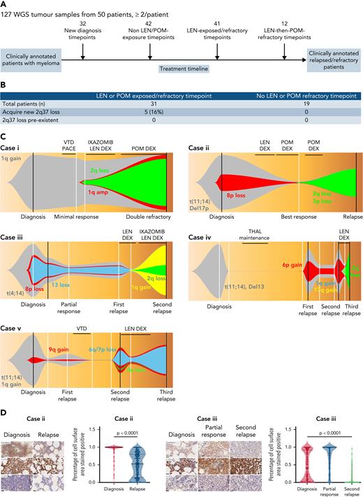 Clonal fraction of 2q37 COPS7B/COPS8 loss increases only during IMiD-based therapies. (A) Schematic showing sequential sample numbers analyzed at each state of LEN or POM exposure/refractoriness. (B) Summary table of incidence of patients acquiring 2q37 loss (filtered to include loss of COPS7B and/or COPS8 containing-regions only) during IMiD-based therapy vs no IMiD exposure. (C) “Fishplot” diagrams demonstrating behavior of 2q37 loss-containing subclones (green colored) over sequential samples, in relation to other CNA-defined subclones and drug exposure. Total tumor burden over time (gray area) is derived from serial serum M-protein/restricted free light chain measurements (taken at white vertical line timepoints). Only IMiD-containing drug regimes are marked. Subclone emergence points have been inferred by linear growth assumptions. Note behavior of subclones during intervening months/years between WGS sampling points (taken at black vertical line timepoints) is inferred, for example in plot (v), where precise max CCF of 2q37-containing subclone reached, and timing of its expiration is unknown. This plot shows 1 likely scenario. (D) For 2 of the cases in (C), CRBN immunohistochemistry (IHC) of bone marrow biopsies from same timepoints as the WGS data are shown, plus κ (κ) and Λ (λ) light chain (LC) in situ hybridization (ISH) to indicate tumor burden. Graphs show corresponding CRBN protein quantification (percentage of cell surface stained) across disease stage, each point representing 1 cell. Significance as shown determined by Mann-Whitney (case 2, 2 timepoints) and Kruskal-Wallis (case 3, 3 timepoints) tests for nonparametric data.