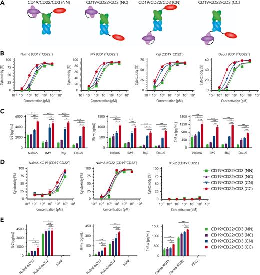 Comparison of different formats of CD19/CD22/CD3 tsAbs. (A) Schematic structures of different CD19/CD22/CD3 tsAbs. NN: FMC63 and Nb25 fused to the N-terminus of SP34 HC and LC, respectively; NC: FMC63 fused to the N-terminus of SP34 HC and Nb25 fused to the C-terminus of LC; CN: FMC63 fused to the C-terminus of SP34 HC and Nb25 fused to the N-terminus of LC; CC: FMC63 fused to the C-terminus of SP34 HC and Nb25 fused to the C-terminus of LC; (B, D) Cytotoxicity comparison of CD19/CD22/CD3 tsAbs against various CD19+ and/or CD22+ tumor cell lines after 24 hours of incubation with expanded T cells at an E:T ratio of 1:1 in triplicate. Results from 1 of more than 3 independent experiments are shown. (C, E) Inflammatory cytokines (IL-2, IFN-γ, and TNF-α) released from T cells cocultured with the indicated target cells in the presence of tsAbs (100 pM) for 24 hours at an E:T ratio of 1:1 in triplicate. Values indicate the mean ± SD from the data of 3 independent experiments. Asterisks indicate statistical significance using the Newman‒Keuls multiple comparison test. ∗P < .01, ∗∗P < .05, ∗∗∗P < .001; ns, not statistically significant (≥.05).