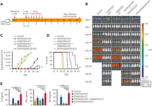 CD19/CD22/CD3 (CC) can eliminate B-ALL cells in vivo. (A) Schematic representation showing the experimental design. NCG mice (n = 5/group) were IV implanted with Nalm6 cells stably transduced with firefly luciferase at 0.5 × 106 cells per mouse on study day 0. Five days after tumor implantation, the mice were IV administered 30 × 106 expanded T cells and then intraperitoneally administered bsAbs, bsAbs in combination, or CD19/CD22/CD3 (CC) at 5.33 nmol/kg daily for 7 consecutive days. Similar results were obtained in 2 independent experiments. (B) Representative bioluminescence images of mice treated with bsAbs or tsAb. Colors indicate the intensity of luminescence (red, highest; blue, lowest). (C) Average radiance quantification (p/s/cm2/sr) of the luminescence is shown. Statistical significance was calculated using the Dunnett multiple comparisons test. ∗∗∗P < .001. (D) Survival curves of mice treated with bsAbs or tsAb. The log-rank (Mantel‒Cox) test was used to calculate significance. ∗∗∗P < .001. (E) Serum cytokines were evaluated by enzyme-linked immunosorbent assay (ELISA) 2 hours after the first drug infusion on day 6. Data are plotted as the mean ± SD. ∗P < .01, ∗∗P < .05, ∗∗∗P < .001.