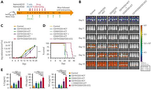 CD19/CD22/CD3 (CC) can overcome immune escape in vivo. (A) Schematic representation showing the experimental design. For the heterogeneous antigen model, luciferase-expressing Nalm6-KO19 and Nalm6-KO22 cells were used to maintain the immune escape model. Five days after tumor implantation, the mice (n = 5/group) were IV administered 30×106 expanded T cells and then intraperitoneally administered bsAbs, bsAbs in combination, or tsAb at 5.33 nmol/kg daily for 7 consecutive days. Results were similar in 2 independent experiments. (B) Representative bioluminescence images of mice treated with bsAbs or tsAb. Colors indicate the intensity of luminescence (red, highest; blue, lowest). (C) Average radiance quantification (p/s/cm2/sr) of the luminescence is shown. Statistical significance was calculated using the Dunnett multiple comparisons test. ∗∗∗P < .001. (D) Survival curves of mice treated with bsAbs or tsAb. The log-rank (Mantel‒Cox) test was used to calculate significance. ∗∗∗P < .001. (E) Serum cytokines were evaluated by enzyme-linked immunosorbent assay (ELISA) 2 hours after the first drug infusion on day 6. Data are plotted as the mean ± SD. ∗P < .01, ∗∗P < .05, ∗∗∗P < .001.
