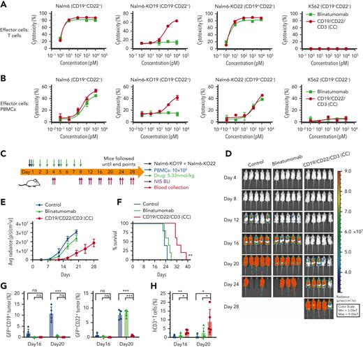 Comparison of CD19/CD22/CD3 (CC) and blinatumomab in vitro and in vivo. Cytotoxicity comparison of CD19/CD22/CD3 (CC) and blinatumomab against Nalm6, Nalm6-KO19, and Nalm6-KO22 cells after 24 hours of incubation using expanded T cells as effector cells at an E:T ratio of 1:1 (A) or peripheral blood mononuclear cells (PBMCs) as effector cells at an E:T ratio of 10:1 (B). Experiments were performed in triplicate and repeated 3 times with similar results. (C) Schematic representation showing the experimental design. Nalm6-KO19 and Nalm6-KO22 at equal ratios were mixed immediately with 10 × 106 fresh PBMCs from healthy donor #5 before IV injection into NCG mice (n = 5/group). Two hours later, intraperitoneal treatments with blinatumomab or CD19/CD22/CD3 (CC) were initiated at 5.33 nmol/kg and conducted daily for 8 consecutive days. On day 5, an additional injection of fresh PBMCs (10 × 106) was added to supplement the effector cells. Similar results were obtained in 2 independent experiments. (D) Representative bioluminescence images of mice treated with blinatumomab or CD19/CD22/CD3 (CC). Colors indicate the intensity of luminescence (red, highest; blue, lowest). (E) Average radiance quantification (p/s/cm2/sr) of the luminescence is shown. Statistical significance was calculated using the Dunnett multiple comparisons test. (F) Survival curves of mice treated with blinatumomab or CD19/CD22/CD3 (CC). The log-rank (Mantel‒Cox) test was used to calculate significance. ∗∗P < .01. Quantitative analysis of leukemia burden (G) and T-cell persistence (H) in the peripheral blood of mice was performed on day 16 and day 20. Nalm6-KO22 and Nalm6-KO19 cells were defined as GFP+CD19+ and GFP+CD22+, respectively. Data are plotted as the mean ± SD. Statistical significance was calculated using the Tukey multiple comparisons test. ∗P < .05, ∗∗P < .01, and ∗∗∗P < .001; ns, not statistically significant (≥.05).