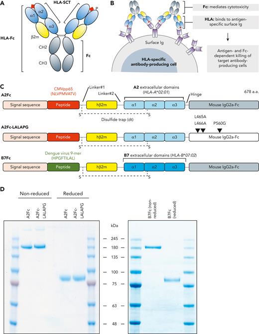 Design and production of human leukocyte antigen (HLA)-Fc fusion proteins. (A) Schematic representation of HLA-Fc fusion proteins. The N-terminus of the fusion protein is a single-chain trimer (SCT) of a 9-mer peptide (red), β2-microglobulin (β2m, yellow), and extracellular domains of HLA class I (α1-α3, blue). The C-terminus consists of the constant domains 2 and 3 of the IgG heavy chain (CH2 and CH3, gray) or a fragment crystallizable (Fc). Disulfide bonds at the hinge region of Fc allow the homodimerization of HLA-Fc with bilateral symmetry. (B) The proposed mechanism of action for HLA-Fc. The HLA portion binds to cognate surface immunoglobulin (Ig, purple) and guides the fusion protein to corresponding antibody-producing cells; the Fc portion mediates cytotoxicity to enable target cell killing. (C) Components of HLA-Fc proteins used in the study. All variants start with a signal sequence, followed by a 9-mer peptide, flexible linker #1, human β2m (hβ2m), flexible linker #2, extracellular domains of the indicated HLA allele, and Fc of mouse IgG2a. The broken lines between linker #1 and the α2 domain represent disulfide bonds that secure the 9-mer peptides within the peptide-presenting domains (α1-α2). The A2Fc−LALAPG mutant contains 3 point mutations within the Fc portion (arrowheads). (D) Characterization of HLA-Fc proteins by polyacrylamide gel electrophoresis and Coomassie stain. HLA-Fc variants were purified with protein A from the supernatant of transiently transfected Expi293 cells and analyzed in nonreduced and reduced conditions.