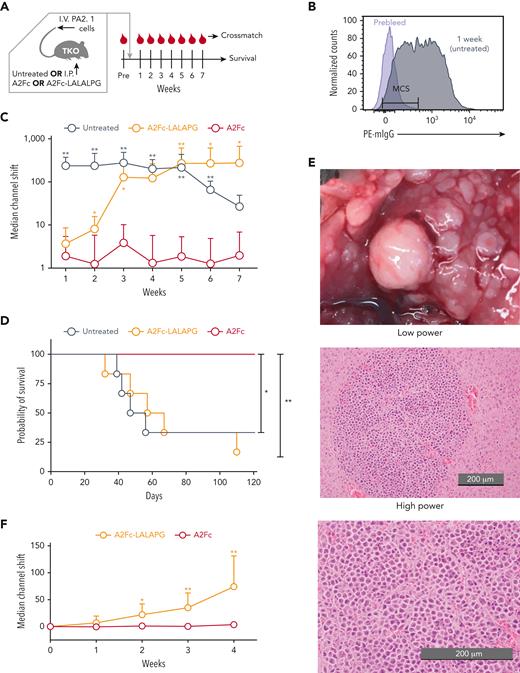 Depletion of A2-specific hybridoma cells by A2Fc in vivo. (A) TKO mice were injected with 1 million PA2.1 cells per mouse intravenously followed by no treatment or A2Fc or A2Fc-LALAPG via intraperitoneal injection at 0.4 mg per mouse. The untreated group did not receive any placebo. Mice were bled before cell transfer and treatment (Pre) and then weekly thereafter. Mice were followed for survival, and serially collected serum specimens were tested by crossmatching with splenocytes from A2 transgenic mice. (B) Representative crossmatching on A2 transgenic splenocytes. Cells were stained with serum from a mouse prior to injection of PA2.1 cells (prebleed; purple) or serum from a mouse that carried PA2.1 cells for 1 week but received no HLA-Fc treatment (gray), followed by staining with phycoerythrin (PE)−conjugated anti-mouse IgG (mIgG). Gating on CD3+ T cells allowed detection of anti-A2 antibody, which could be quantified by the median channel shift (MCS) of fluorescent intensity relative to the prebleed specimen. (C) Levels of circulating anti-A2 antibody monitored over time in TKO recipients of PA2.1 cells that were untreated or treated with A2Fc or A2Fc-LALAPG, as measured by crossmatching against A2+ splenocytes, represented as the median channel shift. Data are from 5 to 6 mice per group from 3 experiments. Mean ± SD. (D) Survival of mice following PA2.1 cell infusion and treatment with A2Fc or A2Fc-LALAPG or no treatment. Data are from 6 mice per group from 3 experiments. (E) Multifocal tumors formed by hybridoma cells in the liver of representative untreated and A2Fc-LALAPG−treated mice (gross examination, upper panel; microscopic examination of hematoxylin and eosin−stained sections, middle and lower panels). (F) Immunogenicity of A2Fc and A2Fc-LALAPG. B6 mice were treated with the same dose of A2Fc or A2Fc-LALAPG via intraperitoneal injection as in (C), and anti-A2 levels in sera collected before and weekly after the treatment were measured by crossmatching against A2+ splenocytes. Median channel shifts are from 6 mice per group from 2 experiments. Mean ± SD; SDs for the A2Fc group were smaller than the symbols in the plot. ∗P < .05; ∗∗P < .01, compared with the A2Fc-treated group by Mann-Whitney test (C,F) and log-rank test (D).