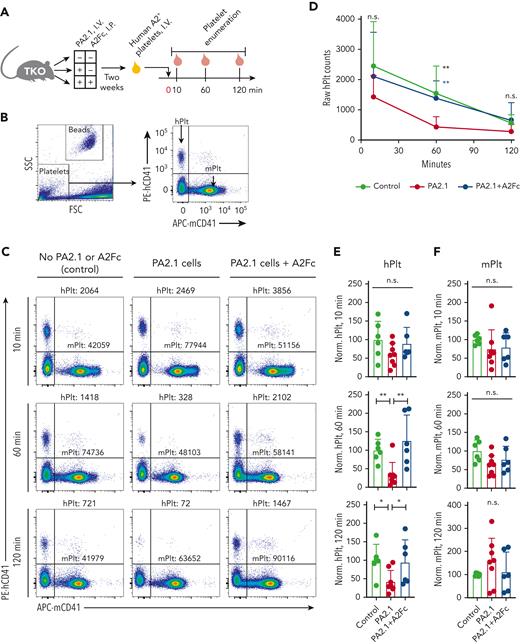 Attenuation of A2-specific platelet transfusion refractoriness by A2Fc. (A) TKO mice were divided into 3 groups with different combinations of PA2.1 cell infusion and A2Fc treatment, as indicated. The minus signs (−) mean no cell infusion or A2Fc treatment; no placebo was administered. Two weeks after cell infusion and treatment, A2+ human platelets were transfused via intravenous injection, followed by bleeding at 10, 60, and 120 minutes for platelet enumeration. (B) Enumeration of human and murine platelets (hPlt and mPlt) by flow cytometry. Representative gating for platelets and CountBright absolute counting beads on the left. Right panel: hPlt and mPlt were distinguished by staining for hCD41 and mCD41 markers, respectively. (C) Representative flow cytometry of platelets in the indicated mice. Posttransfusion counts of hPlt and mPlt at 10, 60, and 120 minutes are shown (number of platelets per 5000 counting beads). (D) Time course of raw hPlt counts for 3 groups of TKO mice. Mean ± SD. (E-F) Normalized hPlt counts (E) and mPlt counts (F) at 10, 60, and 120 minutes for the indicated groups of mice. Counts were normalized to mean platelet counts from control mice as 100% at each time point within each experimental cohort. Points are normalized counts; bars and error bars are mean ± SD. (D-F) Data are from 6 to 8 mice per group from 3 experiments. n.s., not significant; ∗P < .05; ∗∗P < .01, compared with PA2.1 by Mann-Whitney test.
