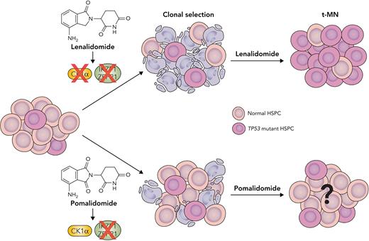 Thalidomide analogs exhibit differential effects in driving selection of TP53-mutant HSPC clones. Thalidomide and its analogs function by increasing the affinity of the CRL4CRBN E3 ubiquitin ligase for specific protein substrates, including key transcription factors IKZF1, ZFP91, and casein kinase 1α (CK1α), which are critical for HSPC survival. Lenalidomide leads to a specific positive selection of TP53-mutant clones by inducing CK1α degradation and p53-dependent apoptosis in normal HSPCs. Another thalidomide analog, pomalidomide, induces degradation of IKZF1 and ZFP91 but does not induce CK1α degradation or apoptosis, and thus HSPCs do not experience the same selection pressure. Subsequent outgrowth of TP53-mutant HSPC clones in the context of lenalidomide treatment increases the risk of t-MN development. However, it is unknown if pomalidomide therapy is a risk factor for t-MN. Professional illustration by Somersault18:24.