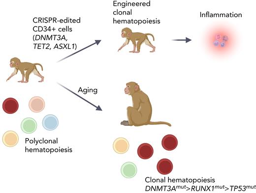 CRISPR-Cas9 engineered and naturally occurring CH position rhesus macaques as a faithful primate model of CH. Figure was created with BioRender.com.