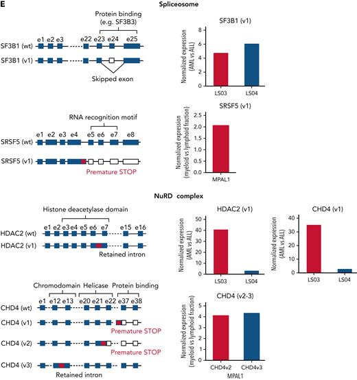 Alternative splicing in lineage-switched and MPAL cases. (A) Pie charts showing the classification of nondifferential (non-DEEj) and differential (DEEj) exon-exon junctions. Shown are the percentages of splicing events assigned to a particular mode of splicing. A complex splicing event corresponds to several (2 or more) alternative splicing incidents occurring simultaneously in the same sample. (B) Volcano plots demonstrating differential usage of exon-exon junctions in the transcriptome of AML/myeloid vs ALL/lymphoid cells of cases of lineage switching (LS01, LS03, and LS04) or MPAL. The vertical dashed lines represent twofold differences between the AML and ALL cells, and the horizontal dashed line shows the FDR-adjusted q-value threshold of .05 (left). Venn diagrams (right) showing distribution of splice variants identified as significantly changed in AML (or myeloid fraction of patients with MPAL), including DEEjs, differential exon usage (DEU), and retained introns (RI). (C) Enrichment analysis of affected signaling pathways by the DEEjs and DEU in the lineage-switched acute leukemia (LSAL) AML relapse and myeloid compartment of patients with MPAL. Pathway enrichment analysis was performed with g:Profiler (https://biit.cs.ut.ee/gprofiler/gost) at the highest significance threshold, with multiple-testing correction (g:SCS algorithm). (D) Fold log2 change of total transcript levels among genes affected by alternative splicing (left) and of differentially spliced variants in lineage-switched and myeloid compartments of patients with MPAL (right). (E) Representation of impact of alternative splicing on mRNA composition and open reading frames (ORFs) of select genes. Column graphs on the right indicate corresponding fold changes of variant expression between AML (or myeloid) and ALL (or lymphoid) populations in 2 tested lineage-switched cases (LS03 and LS04) and 1 case of MPAL.