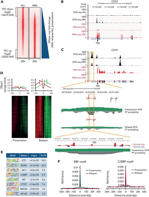 Chromatin reorganization and differential transcription factor binding underpins lineage switching. (A) DNase I hypersensitive site sequencing identified 13 619 sites with a log2-fold reduction and 12 203 sites with a log2-fold increase after lineage switching to AML. Relative peak heights in the AML sample were plotted against those of the ALL sample. (B) A University of California, Santa Cruz (UCSC) Genome Browser screenshot displaying differential expression at lineage-specific loci (red tracks) accompanied by altered DNase I hypersensitivity (black tracks) proximal to the transcriptional start site (TSS) of CD33. (C) UCSC Genome Browser screenshot for CD19 zoomed in on an ALL-associated DHS with EBF occupation as indicated by high-resolution DHS-seq and Wellington analysis. FP, footprint. (D) Heat maps showing distal DHS regions specific for AML relapse on a genomic scale. Red and green indicate excess of positive and negative strand cuts, respectively, per nucleotide position. Sites are sorted from top to bottom in order of decreasing footprint occupancy score. (E) De novo motif discovery in distal DHSs unique to AML relapse as compared with ALL relapse, as shown in panel D. (F) EBF1 and C/EBP binding motifs demonstrate differential motif density in presentation ALL and relapsed AML. DHS, DNase-hypersensitive site.