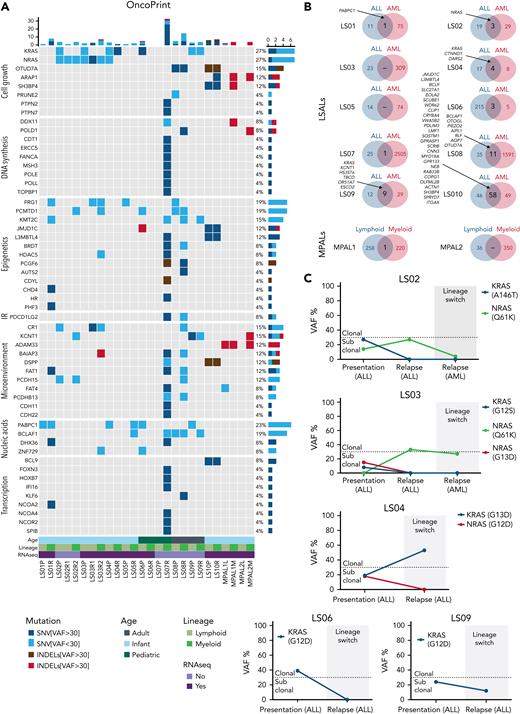 Molecular characterization of lineage-switched MLL/AF4 leukemias. (A) Whole-exome–sequencing data showing genes recurrently mutated within the analyzed cohort and genes clonally mutated in relapsed cases belonging to the same function protein complexes (eg, DNA polymerases, epigenetic complexes, and transcriptional regulators). Data are presented according to the disease time point/cell lineage and age of the patient. Depicted are major SNVs/indels that were found in >30% of reads and minor SNVs/indels present in <30% reads. (B) Comparison of total mutation load (SNVs and indels) identified in patients at presentation (ALL) and relapse (AML) disease stage or lymphoid and myeloid fraction in MPALs. Listed are common SNVs predicted (by Condel scoring) to have deleterious effects. (C) Evolution of KRAS/NRAS mutation–carrying cells during the lineage-switching process. Clonal vs subclonal mutations were defined based on variant allele frequencies (VAFs) of identified hits at setup cutoff of 30%.