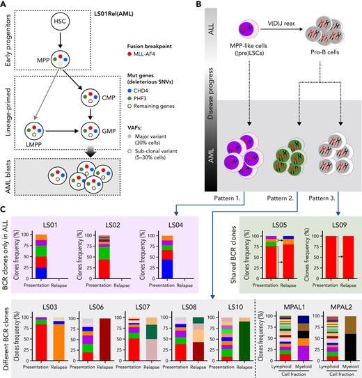 Hematopoietic stem/progenitor populations carry MLL/AF4. (A) Summary of MLL/AF4 positivity and 12 SNVs exclusive for the AML relapse, within different populations analyzed in patient LS01RAML. Circles with solid colors indicate VAF >30%, light dashed circle indicates VAF 5% to 30%. Remaining genes (open circle) represent the 10 other SNVs (of 12 SNVs) which showed the same pattern in the frequency of mutation acquisition (described in supplemental Table 8). (B) Summary of the proposed model of the origin of lineage switched relapse. Evaluation of B-cell receptor repertoires on ALL (presentation) and AML (relapse) lineage switched, and MPAL cases identified 3 different patterns. Pattern 1, with clonotypes on the ALL only. Pattern 2, B-cell receptor-containing clones on ALL and AML, but distinct to each other. Pattern 3, B-cell receptor-containing clones shared between ALL and AML. (C) BCR clone frequencies identified in whole-exome–seq data with application of MiXCR software in all lineage-switched acute leukemia (LSAL) and MPAL cases. VAF, variant allele frequency.