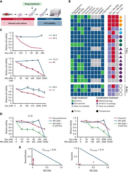 Ex vivo drug screening identifies synergies between dasatinib and AKT inhibitor in killing dexamethasone-resistant zebrafish T-ALL. (A) Schematic of experimental design. (B) Comparison of single and combination drug responses in primary (triangles) and transplanted ALL (circles). T-ALL samples are denoted by filled shapes, whereas B-ALL samples are represented as open shapes. Samples with the same color originate from the same primary leukemia (orange, blue, and green). (C) Representative dose-response curves for sensitive (red line) and insensitive ALLs (blue line) to single drug treatment with dexamethasone (Dex), MK-2206, or dasatinib (Das). (D) Dose-response curves following single drug and combination therapy for a representative, transplanted lck:cMyc T-ALL (L1.5). Green line highlights synergistic drug combinations. (E) Isobolograms normalized to the IC50 of each drug. Combination index average (CIaverage) derived from all experimental data points with <1 indicating synergy. Error bars ± standard error of the mean (SEM). n = 3 samples/data point (C-E). ∗P < .05; ∗∗P < .01 by Student 2-tailed t test.