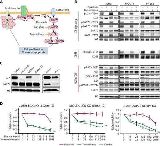 Dasatinib inhibits LCK phosphorylation and downstream TCR signaling and induces cell killing when cotreated with temsirolimus. (A) Schematic of TCR and PI3K/AKT/mTOR signaling pathways along with pathway inhibitors. (B) Western blot analysis of T-ALL cells following drug treatment (dasatinib at 100 nM, temsirolimus at 200 nM) for 30 minutes. Representative blot from 3 biological replicates. (C) Western blot showing expression of total LCK and ZAP70 in Jurkat and MOLT-4 wild-type, LCK-deficient (J.Cam1.6 and MOLT-4 clone 12) and ZAP70-deficient (P116) T-ALL cells. Histone H3 (H3) expression used as loading control. (D) Dose-response curves following single drug and combination therapy in LCK- or ZAP70-deficient cells after 72 hours of treatment assessed by CellTiter-Glo. Error bars ± SEM. n = 3 samples/data point. Not significant (ns) by Student 2-tailed t test.