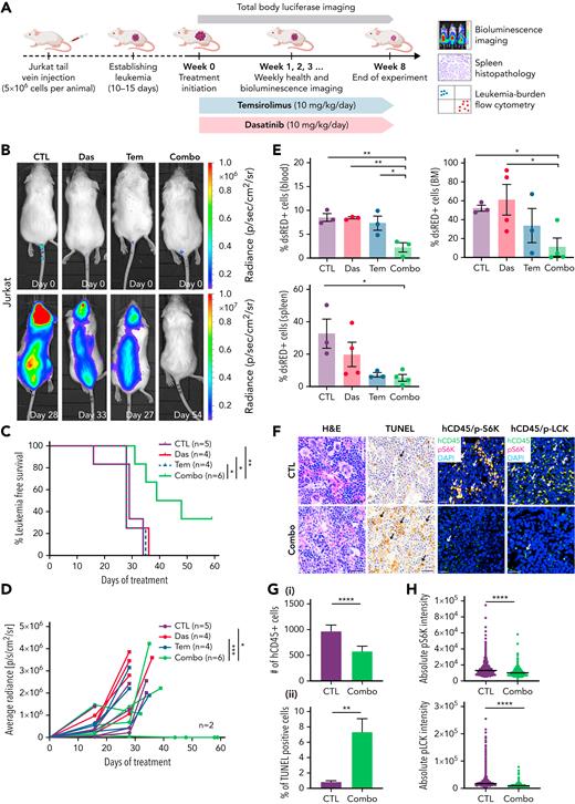Combination of dasatinib and temsirolimus inhibit Jurkat T-ALL growth in mouse xenografts. (A) Schematic of experimental design. (B) Representative images of NSG mice engrafted with luciferase+/dsRED2+ Jurkat cells prior to the first day of treatment (day 0) or imaged after treatment on the days noted within each image panel. (C) Kaplan-Meier survival curves. Combination treated mice had significant survival benefit compared with nontreated or monotherapy-treated mice (∗P < .05; ∗∗P < .01, log-rank, Mantel-Cox test). (D) Average radiance of each individual mice measured by bioluminescence. Squares denote the last radiance measurement of moribund animals. Two of 6 combination-treated mice had undetectable leukemia burden at 60 days. ∗P < .05; ∗∗∗P < .001; by Tukey’s post hoc analysis. (E) Quantification of dsRed+ T-ALL cells by flow cytometry analysis of the spleen, bone marrow (BM), and peripheral blood from engrafted mice. Error bars equal ± SEM. ∗P < .05; ∗∗P < .01 by Tukey’s post hoc analysis. (F) Histopathologic analysis of spleens from control and combination therapy-treated mice. Hematoxylin and eosin (H&E), TUNEL, and co-immunohistochemistry for human CD45 (hCD45, FITC) along with either phospho-LCK or phospho-S6K (Alexa Fluor–594) and DAPI (blue). Scale bars equal 20 μm. Arrows show representative stained cells. (G) Quantification of IHC analysis of spleens denoting the total number of hCD45 T-ALL cells/3 mm2 across replicates (i) and TUNEL (ii). The average percentage of positive cells ± SEM is noted. (H) Quantification of phospho-LCK or phospho-S6K staining in CD45+ T-ALL cells found in the spleen based on IHC staining. Average intensity is denoted by black bars quantified across >3 animals per condition and 3 sections per spleen. More than 3000 cells were analyzed per condition (G-H). ∗∗P < .01; ∗∗∗∗P < .0001 by Student 2-tailed t test (G-H).