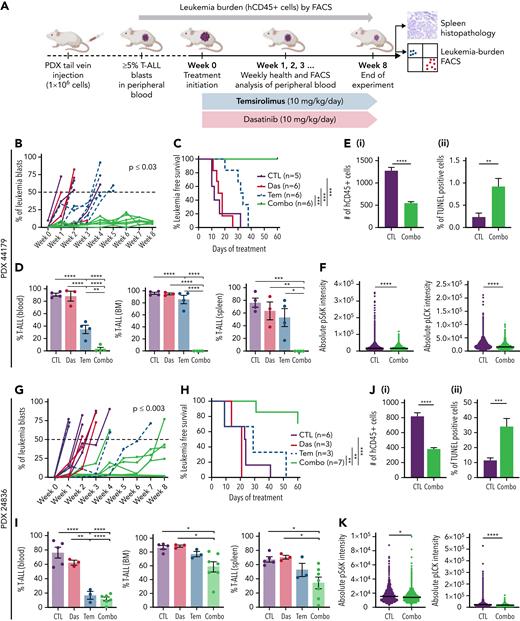 Combination of dasatinib and temsirolimus suppresses T-ALL growth in patient-derived xenografts. (A) Schematic of experimental design. (B-F) PDX 441979. (G-K) PDX 24836. (B,G) Leukemia burden assessed by the percentage of CD45+ T-ALL in the peripheral blood of engrafted mice. Combination therapy curbed tumor growth compared with control treated mice. P values denote differences based on 1-way analysis of variance followed by Tukey post hoc test. (C,H) Kaplan-Meier survival curves. (∗P < .05; ∗∗P < .01; ∗∗∗P < .001, log-rank, Mantel-Cox test). (D,I) Flow cytometry quantification of hCD45+ T-ALL cells detected in the spleen, bone marrow (BM), and peripheral blood of engrafted mice at the end of treatment. Error bars equal ± SEM. (E,J) Quantification of spleen sections showing total number of hCD45 T-ALL cells/3 mm2 (i) and TUNEL (ii). Error bars denote ± standard deviation. (F,K) Quantification of phospho-LCK or phospho-S6K staining in CD45+ T-ALL cells found in the spleen based on IHC staining. Average intensity is denoted by black bars quantified across >3 animals per condition and 3 sections per spleen. More than 3000 cells were analyzed per condition. ∗P < .05; ∗∗P < .01; ∗∗∗P < .001; ∗∗∗∗P < .0001; Student 2-tailed t test (D-F,I-K).