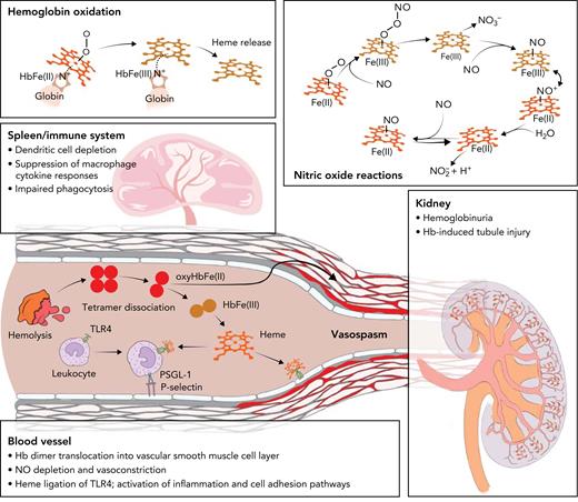 Toxicity pathways driven by hemolysis. From a biochemical perspective, hemolysis drives toxicity by Hb oxidation, which generates free heme, and by a sequence of consumptive NO reactions (top panels). The bottom panels symbolize the main targets of hemolysis-driven disease in the immune system, blood vessels, and kidneys. After intravascular hemolysis, cell-free tetrameric Hb dissociates into dimers. Hb dimers can translocate across tissue barriers, leading to toxic exposures of functionally critical compartments, such as vascular smooth muscle cells of arteries or renal glomeruli, leading to vasoconstriction and renal injury. Another toxicity pathway progresses via Hb oxidation, free heme generation, and heme-ligation of TLR4 on endothelial cells and leukocytes, leading to adhesion pathway activation. Finally, Hb and heme exposure of the immune system causes phagocyte dysfunction, suppression of inflammation, and impaired antigen presentation.