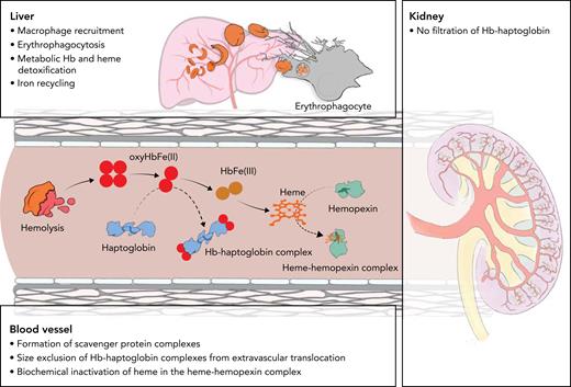 Protective mechanisms against hemolysis-driven disease. Protection mechanisms against Hb and heme toxicity adopt a hierarchical organization to match a diversity of hemolytic scenario. Macrophage recruitment to the liver augments erythrophagocytic capacity (level 1). Haptoglobin captures cell-free Hb dimers in an irreversible complex, stabilizing the heme-pocket structure and preventing tissue-barrier translocation in blood vessels and kidneys by its size-exclusion mechanism (level 2). Ultimately, hemopexin selectively captures free heme released from HbFe(III), blocking oxidative reactions, TLR4 ligation, and heme partitioning into lipophilic compartments (level 3).
