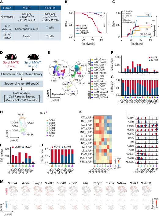 Tet2 loss accelerates the development of TFH-like lymphomas in all immune cells. (A) Characteristics of the 2 genotypes. (B) Overall survival of mice with the 2 genotypes. ∗∗∗P value < .005; n.s., not significant. (C) Cumulative incidence of engraftment in nude mice injected in 6 different suspensions. ∗P value < .05. (D) Overview of scRNA-seq in spleen cells; MxTR, n = 2; and MxWT, n = 2. (E) UMAP plot after integration of data from spleen cells of MxTR and MxWT. Three cell types are indicated by dashed lines. Bar graphs indicating the (F) numbers and (G) proportions of cells in each cluster. (H) UMAP plots showing reclustering of mB5 cluster. The bar graphs show (I, left) the number of cells and (J, right) the percentages in each cluster. (K) GSVA with GCB-related gene sets for each mB5 subcluster. (L) Stacked violin plot split and (M) feature plots showing GCB markers. ∗Genes highly expressed in GCB1 to 3 of MxTR compared to those of MxWT.