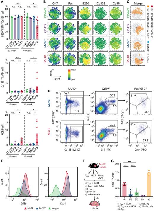 Flow cytometric analysis of B-lineage cells and transplantation of TFH-tumor and GCB cells from the spleen of tumor-bearing MxTR. (A) Proportions of B220+Cd19+/Cd138− cells, Cd138+/7AAD− cells, and Cd138−B220+Cd19+Fas+Gl-7+ (GCB)/B cells in the spleen from mice with the indicated genotypes at 20 and 40 weeks of age. MxTR, n = 6; MxWT, n = 4; CD4TR, n = 4; and CD4WT, n = 5. (B) Representative t-Distributed Stochastic Neighbor Embedding (tSNE) plots of flow cytometric data from B-cell fractions in the spleen of mice of the indicated genotypes at 40 weeks of age. B-lineage markers, including Gl-7, Fas, B220, Cd138, and Cd19. (C) tSNE plots of manually gated and integrated Cd138−Cd19+B220+Fas+Gl-7+ (red), Cd138−Cd19+B220+Fas−Gl-7− (orange), Cd138+ (light blue) cells, and others (gray) using data from Figure 2B. (D) Representative flow cytometry plots of Cd138, Cd19, Fas, Gl-7, Cxcr4, and Cd86 in spleen cells from tumor-bearing MxTR and MxWT at ∼50 weeks of age. (E) Histogram of Cd86 or Cxcr4 expression of GCB fractions in spleen cells from tumor-bearing MxTR and MxWT. (F) Workflows of transplant experiments with GCB and TFH cells sorted from tumors of MxTR transplanted into nude mice. i.p., intraperitoneal injection; no. inj., no injection. (G) Proportions of H2kb+ donor-derived cells in spleen cells of the indicated groups on day 7 after injection. Five groups (i–v) represent (i) TFH + GCB cells, (ii) TFH + non-GCB cells, (iii) TFH cells, (iv) no. inj., and (v) whole cells. ∗∗∗P value < .001; n.s., not significant.