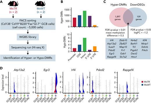 WGBS for GCB cells sorted from tumor-bearing MxTR and MxWT. (A) Overview of WGBS for GCB cells in the spleen from tumor-bearing MxTR (n = 2) and MxWT (n = 2) mice. FACS, fluorescence-activated cell sorting. (B) Distribution of hyper-DMRs (upper) and hypo-DMRs (bottom) in promoter, CDS, intron, 5′ UTR, and 3′ UTR. CDS, coding sequence. (C) Venn diagrams of hyper-DMRs from WGBS and downregulated DEG (DownDEGs)from corresponding RNA-seq analyses described in supplemental Figure 7. Cutoff: false discovery rate(FDR) q-value < 0.01, mean methylation difference > 0.3 (hyper-DMRs); FDR P-value < .05, logFC < −1.2 (DownDEGs). (D) Violin plots of 5 genes (Atp13a2, Egr3, Irf4, Pdzd2, and Rapgef4) downregulated in the GCB1 to 6 clusters of MxTR.