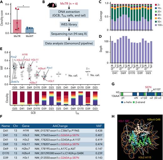 GCB cells clonally expand in the microenvironment of TFH-like lymphomas. (A) Clonality score of genes in RNA-seq data from GCB cells. ∗P value < .05. (B) Overview of whole-exome sequencing (WES) for GCB, TFH cells in the spleen, and tail from MxTR (n = 6). (C) The percentage of targeted bases covered by at least 2×, 10×, 20×, 30×, 40×, 50×, and 100× sequencing reads and (D) average read depth by WES are shown for 5 paired samples from GCB, TFH cells, and tail. (E) Variant allele frequencies (VAFs) of mutations detected using WES (upper). Red, mutations in histone genes; blue, mutations equivalent to those of human DLBCL. Rearrangements of immunoglobulin heavy locus genes or T-cell receptor genes identified in WES data from each sample of sorted GCB or TFH cells, respectively (lower). Each of the top 10 sequences is represented using a different color (red to blue), and the less frequent clones are represented in violet. (F) List of mutations in histone genes in GCB cells. Chr, chromosome; AAChange, amino acid change. (G) Positions of somatic mutations in histone 3 (H3). AA, amino acid. (H) Crystal structure of the nucleosome core particle containing 8 histone proteins and double-stranded DNA, modified from PDB ID: 1U35 by the PyMOL program (Schrödinger). Orthologous positions of 3 mutants discovered in GCB cells from MxTR are highlighted (Q48 in Hb2bc, S87 in H3c1, and A115 in H3c2). The DNA strands are colored orange; gray, H2a; light brown, H2b; green, H3; and light blue, H4.